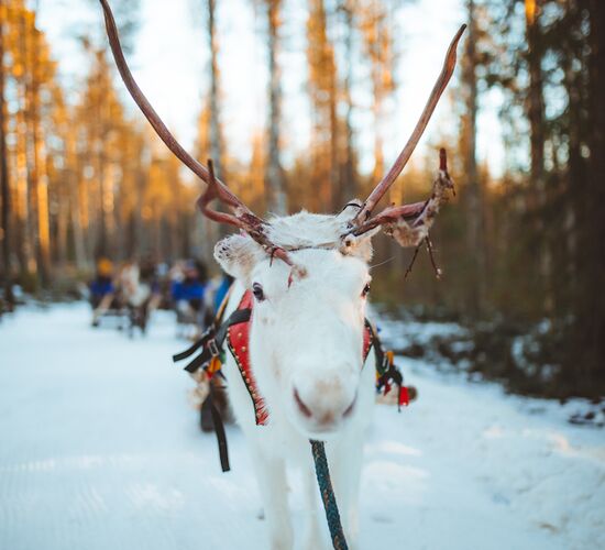 Reindeer ride to Santa © apukka resort